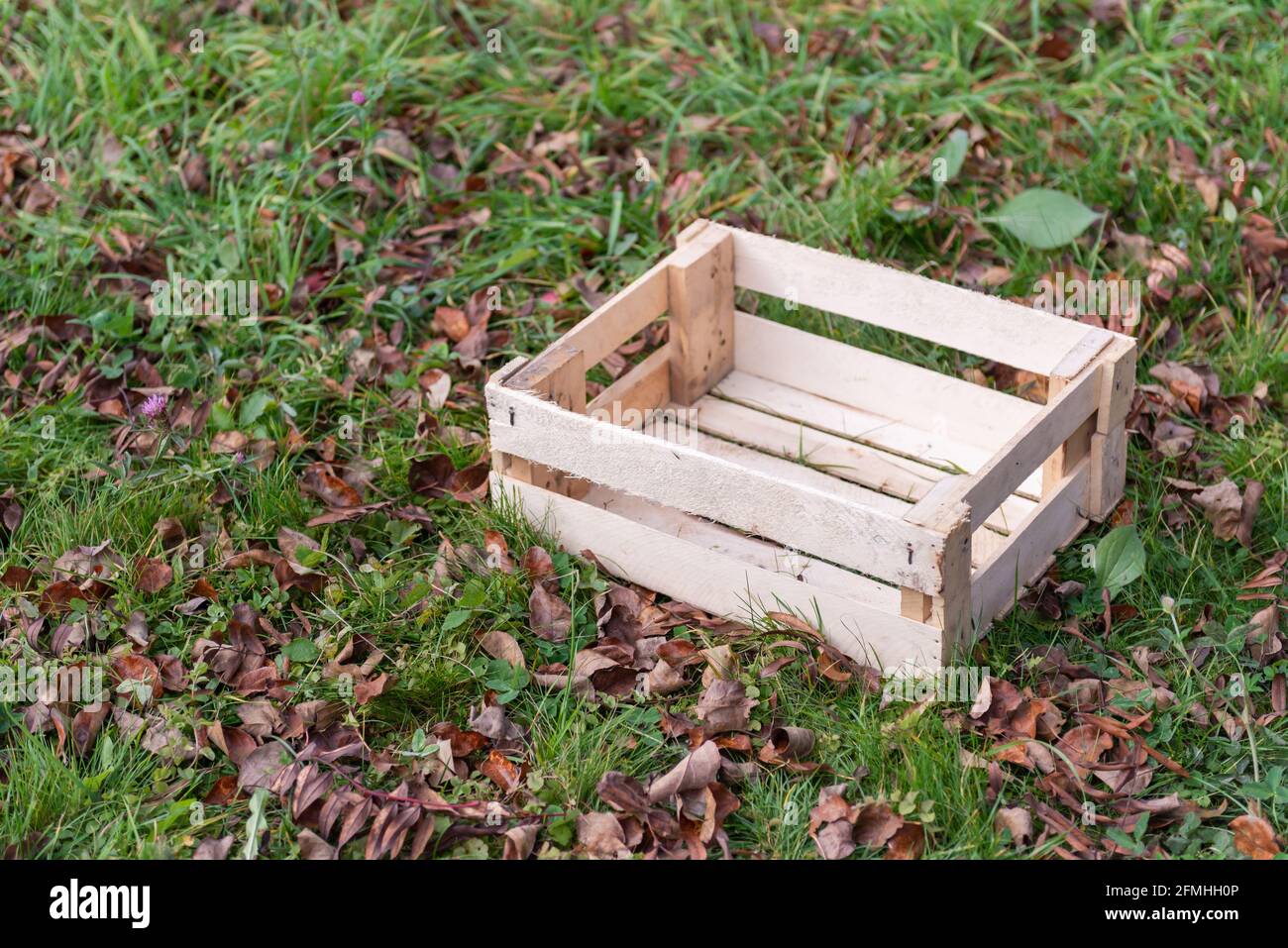 Eine Holzkiste im Gras mit heruntergefallenen Blättern. Die Box ist für die Ernte vorbereitet. Stockfoto