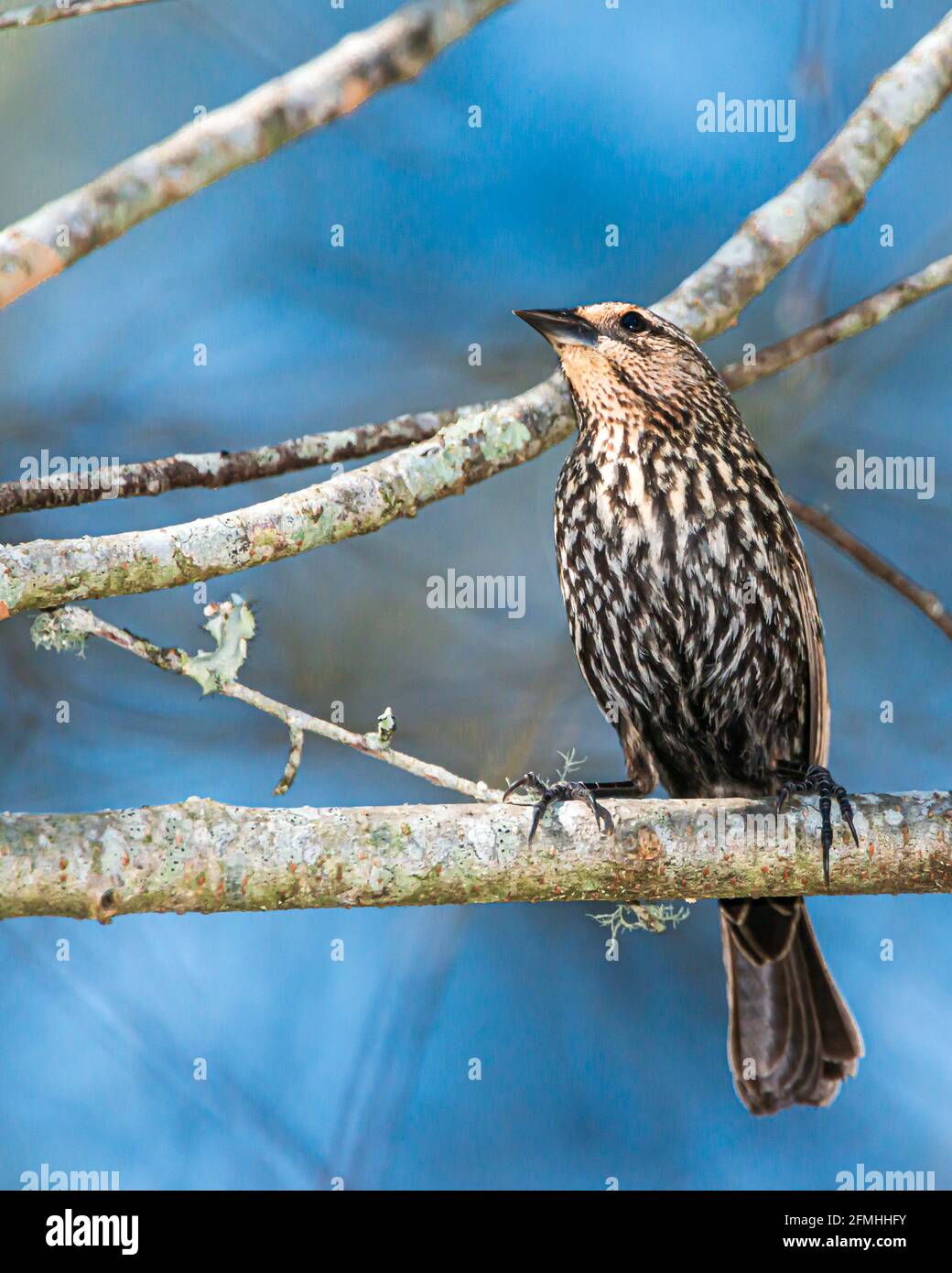 Weiblicher Rotschulterstärling Stockfoto