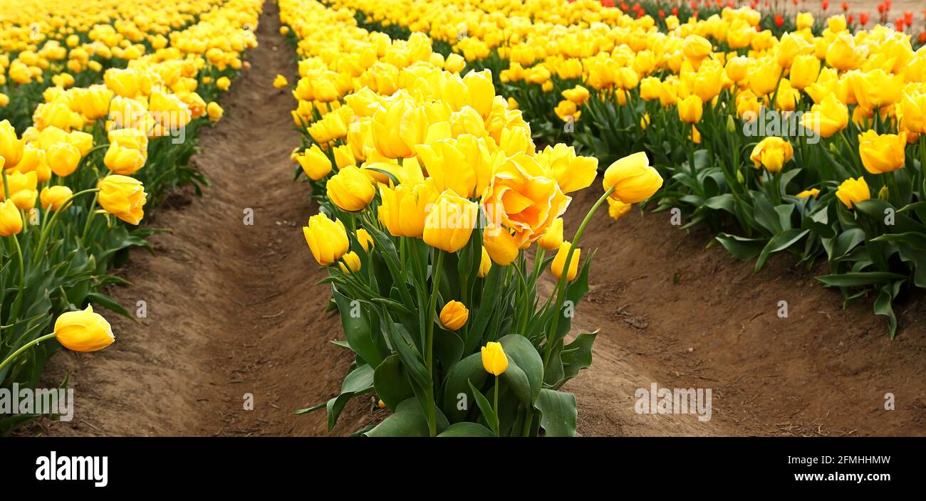 Reihen gelber Tulpen im Feld Stockfoto