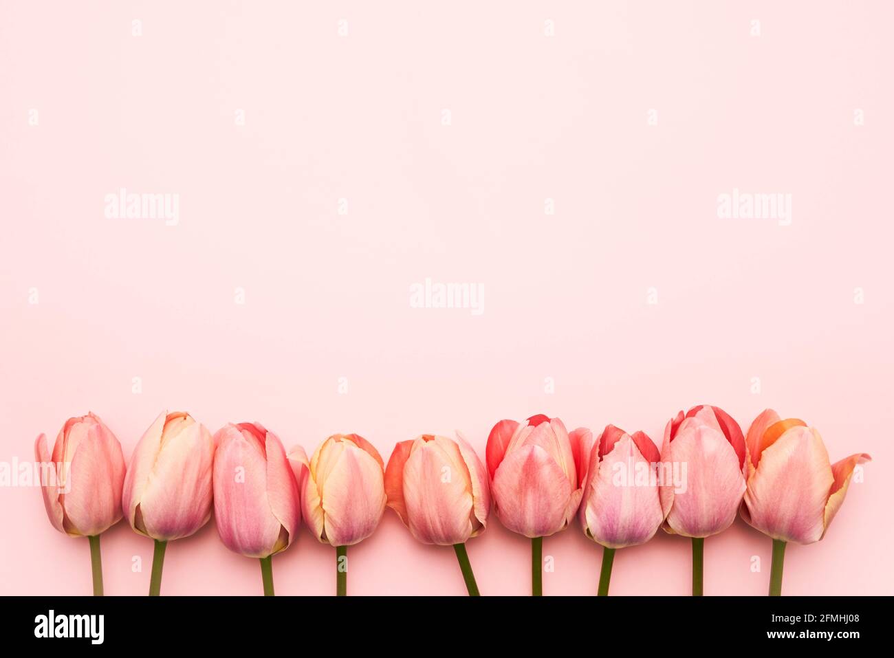 Rosa Tulpen blühen auf einem rosa Hintergrund, selektiver Fokus. Muttertag, Geburtstagsfeier Konzept. Flach liegend, Platz für Text kopieren Stockfoto