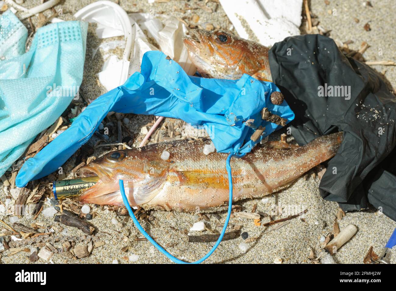 Ocean Fish tot essen alkalische weggeworfene Batterie auf einem Trümmer Verschmutzter Meereslebensraum, Verschmutzung der Natur Stockfoto