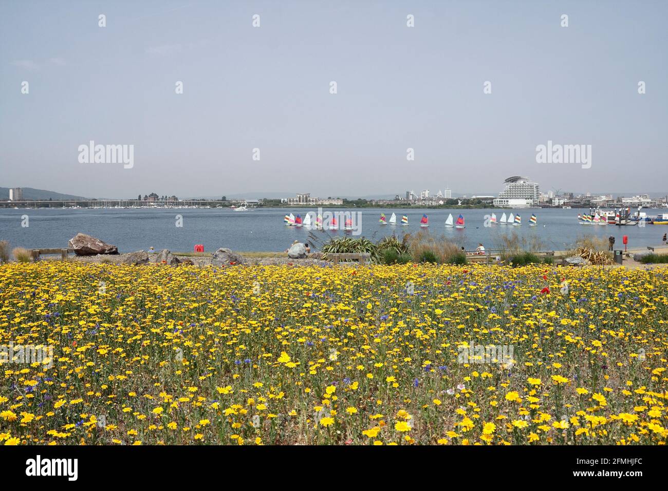 Wilde Blumen wachsen auf der Staustufe Cardiff Bay, Wales. Hot Summers Day Stockfoto