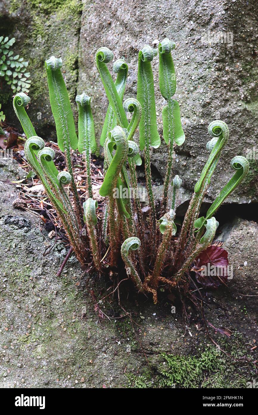 Asplenium scolopendrium Hart’s Zungenfarn – die frischen grünen, bandförmigen Wedel, Mai, England, Großbritannien Stockfoto