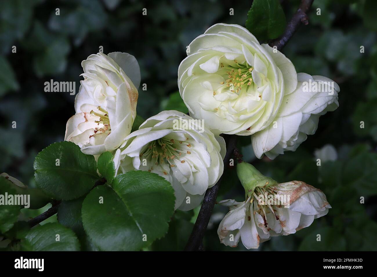 Chaenomeles speciosa ‘Kinshaden’ Japanische blühende Quitte Kinshaden – sehr hellgrün weiß gelbe Doppelblüten in kleinen Büscheln, Mai, England, Großbritannien Stockfoto