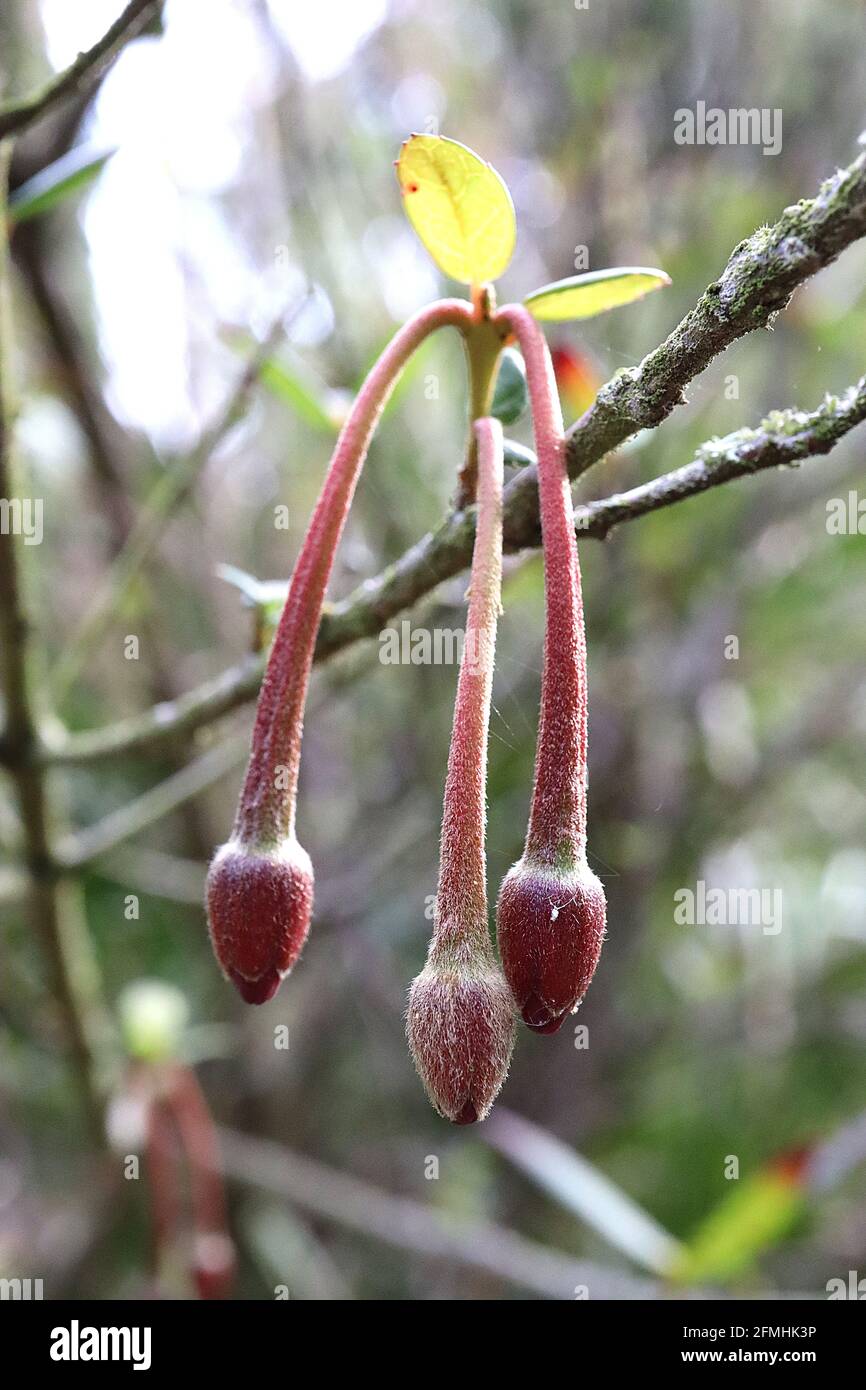 Crinodendron hookerianum chilenischer Laternenbaum – hängende, gestielte eiförmige kastanienförmige Blütenknospen, Mai, England, Großbritannien Stockfoto