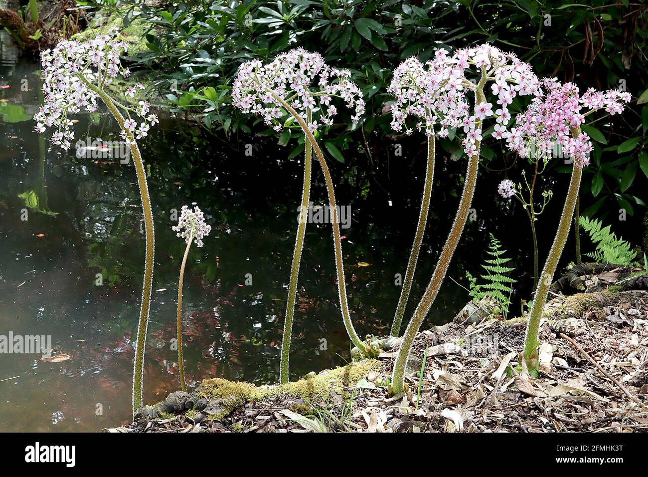 Darmera peltata Regenschirmpflanze / Indischer Rhabarber – Kuppeln aus kleinen, schalenrosa Blüten an hohen Stielen, Mai, England, Großbritannien Stockfoto