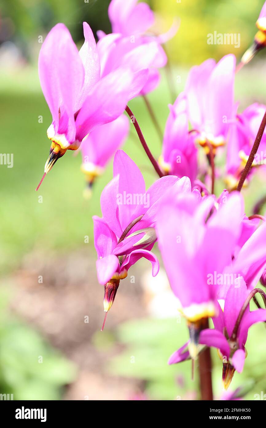 Dodecatheon meadia ‘Queen Victoria’ Shooting Star – Fliederrose-Dartähnliche Blüten mit weißem, gelbem und rotem Basalring und verschmolzenen schwarzen Anthern, Mai, Stockfoto