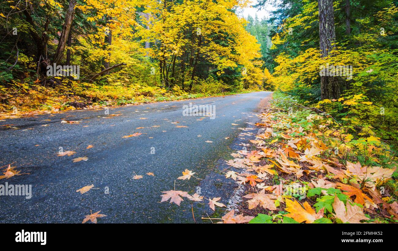 Backroad in den Washington Cascades schlängelt sich durch Herbstfarben. Die Blätter sind entlang der Asphaltstraße gefallen, als sie unter den wechselnden Bäumen vorbeiging Stockfoto