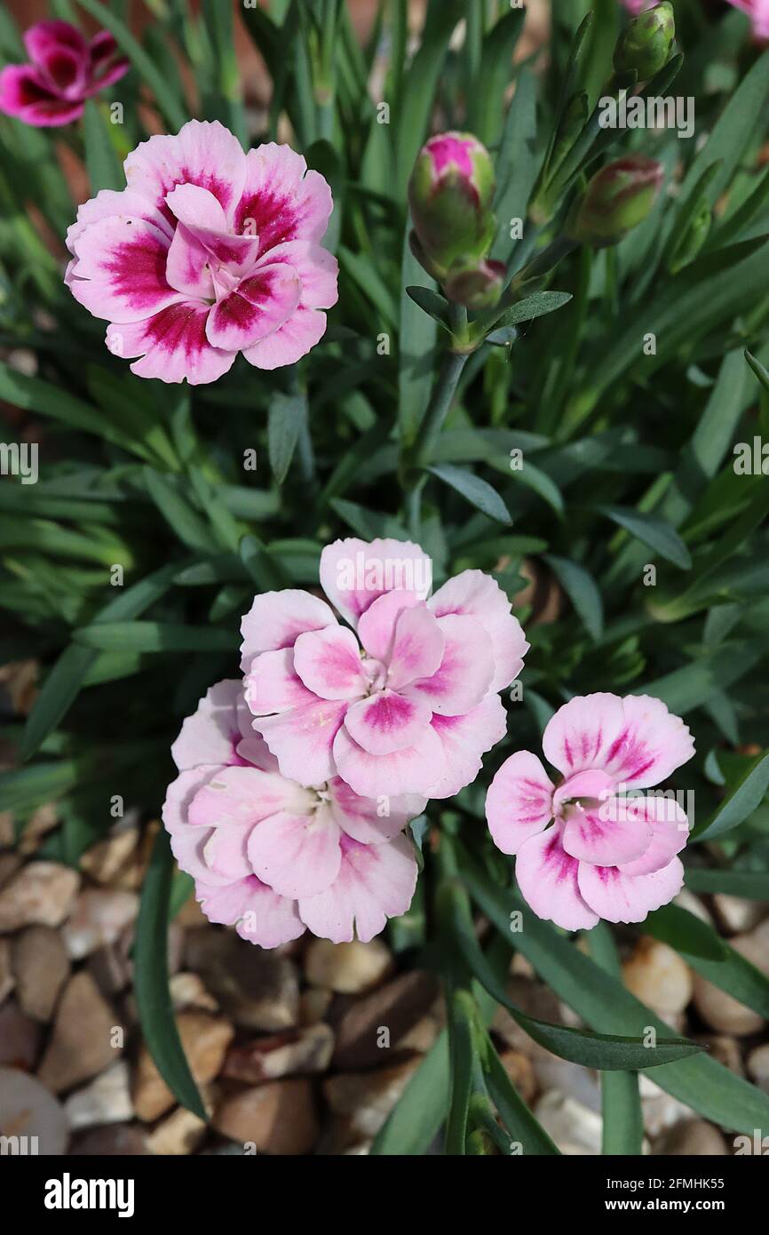 Dianthus ‘Pink Kisses’ Carnation / Garden Pinks Pink Kisses – blassrosa gefranste Doppelblüten mit karmesinroten Markierungen, Mai, England, UK Stockfoto