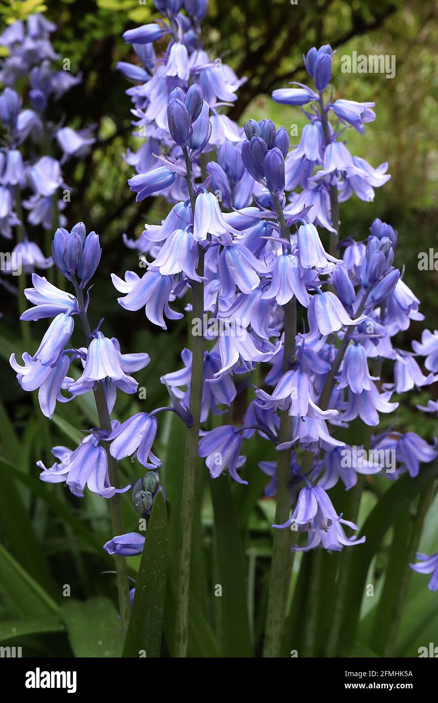 Hyacinthoides hispanica ‘Excelsior’ Spanische Bluebells – blasse mauve glockenförmige Blüten mit blauen Streifen, Mai, England, Großbritannien Stockfoto