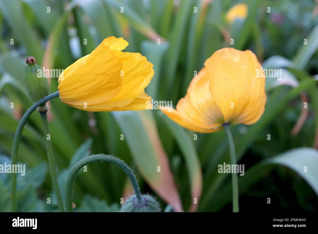 Papaver / Meconopsis cambricum Welsh Mohn – gelbe, knusprige Blütenblätter und gezahnte, gefiederte Blätter, Mai, England, Großbritannien Stockfoto
