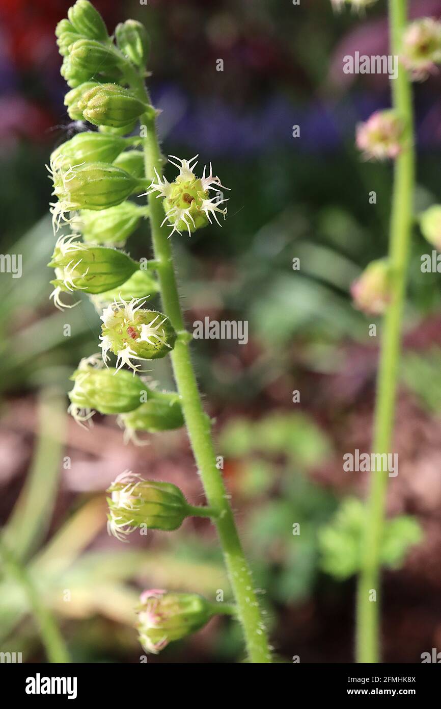 Tellima grandiflora ‘Forest Frost’ Fringecups Forest Frost – weiße und rosa Blüten aus großen grünen Blüten, Mai, England, Großbritannien Stockfoto