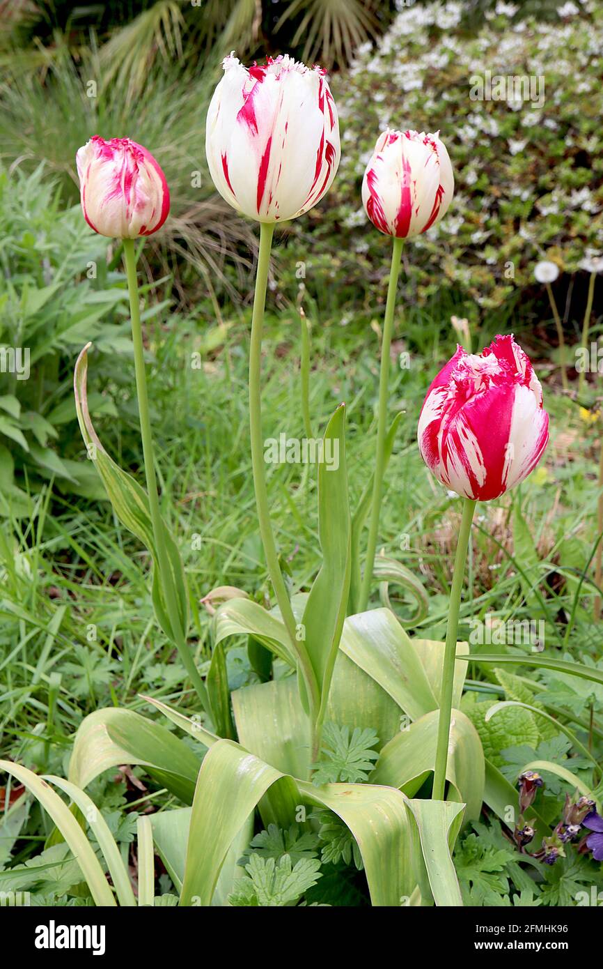 Tulipa ‘Carousel’ Single Late 5 Karussell-Tulpe – gesäumte weiße Blüten, dunkelrosa unregelmäßige Streifen, Mai, England, Großbritannien Stockfoto
