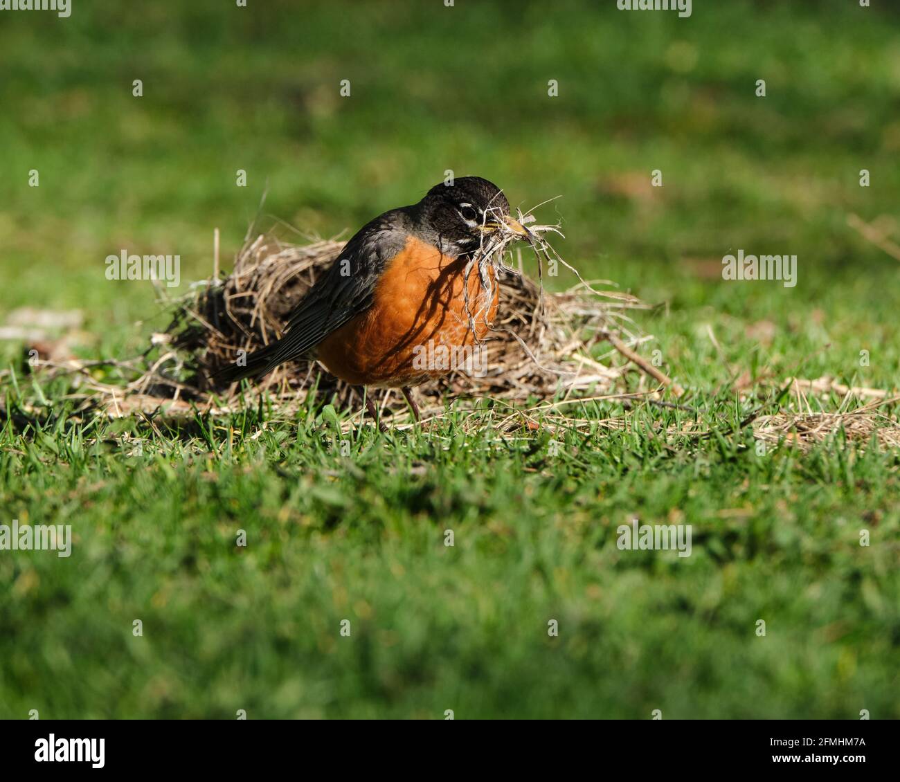 Amerikanischer Robin, Turdus migratorius, der nach einem Sturm Zweige aus dem gefallenen Nest sammelte Stockfoto