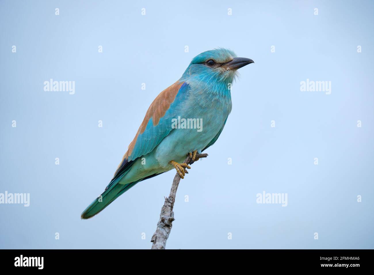 Profil der europäischen Walze, die auf einem Ast gegen einen sitzt Sogar grauer Himmel Stockfoto