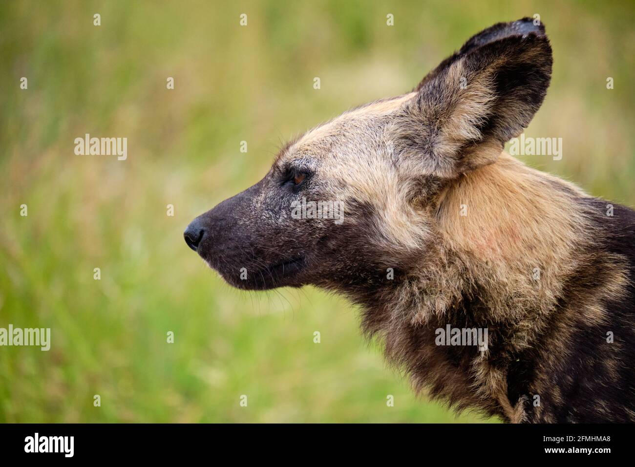 Profil Kopfaufnahme eines afrikanischen Wildhundes, beim Anschauen Stockfoto