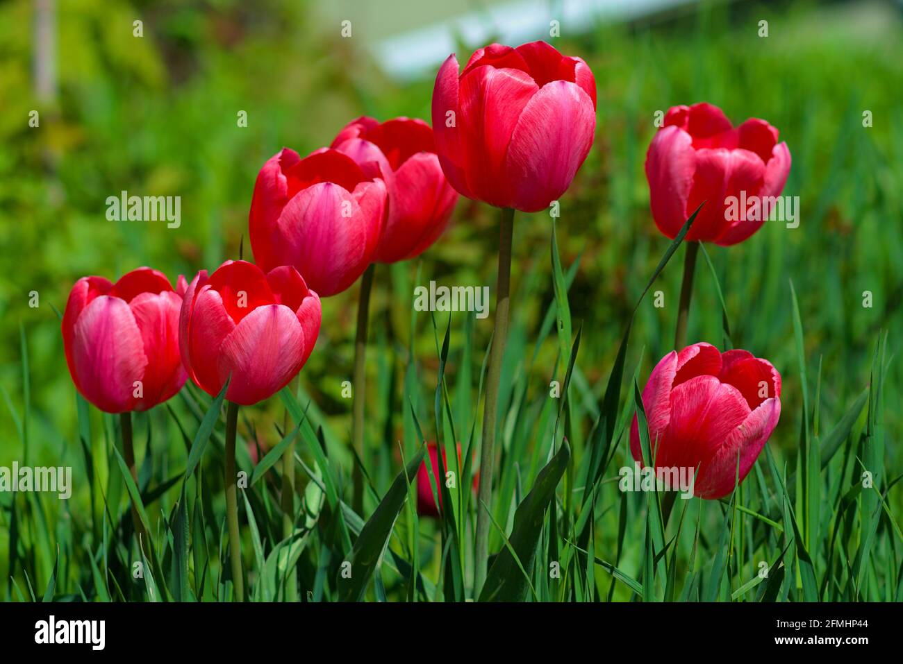 Reine rote Tulpen (unbekannte Sorte) blühen im späten Frühjahr in einem Glebe-Garten in Ottawa, Ontario, Kanada. Stockfoto