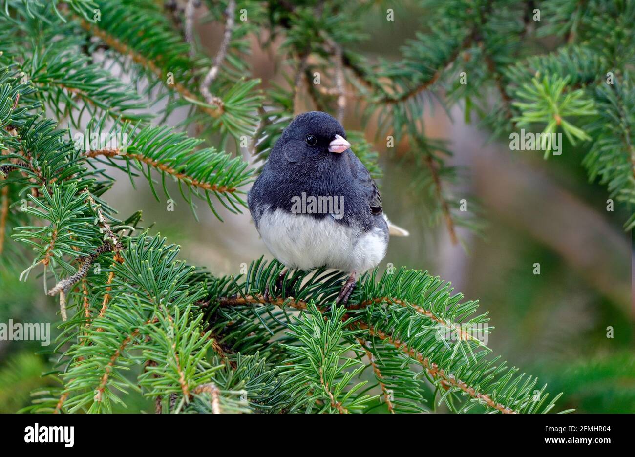 Ein schieferfarbener, dunkeläugiger junco 'Junco hyemalis', der auf einem grünen Fichtenzweig im ländlichen Alberta Kanada thront. Stockfoto