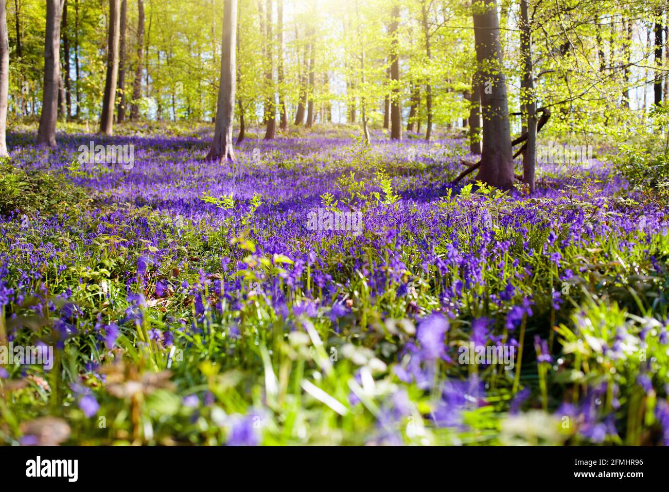 Bluebell Woods. Schöne Landschaft von bluebell Blume Wald am sonnigen Frühlingstag. Blühende blaue Glocke blüht Wiese. Sonniger Wald mit Blauhells. W Stockfoto