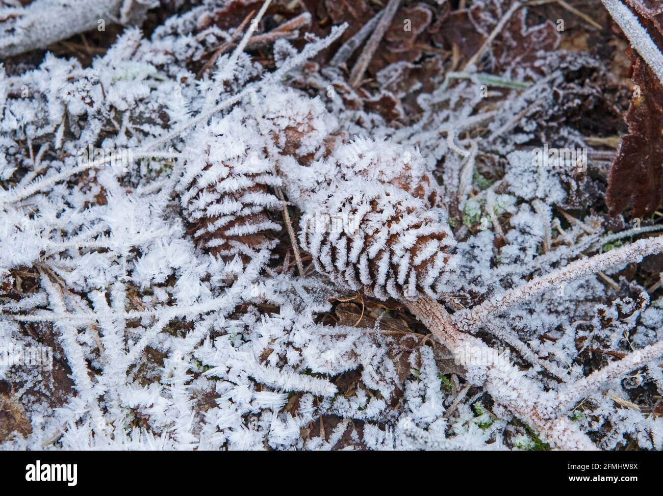 Nahaufnahme Detail der gefrorenen Frost bedeckt Kiefer Kegel auf dem Boden Waldboden im Winter mit Eis Stockfoto