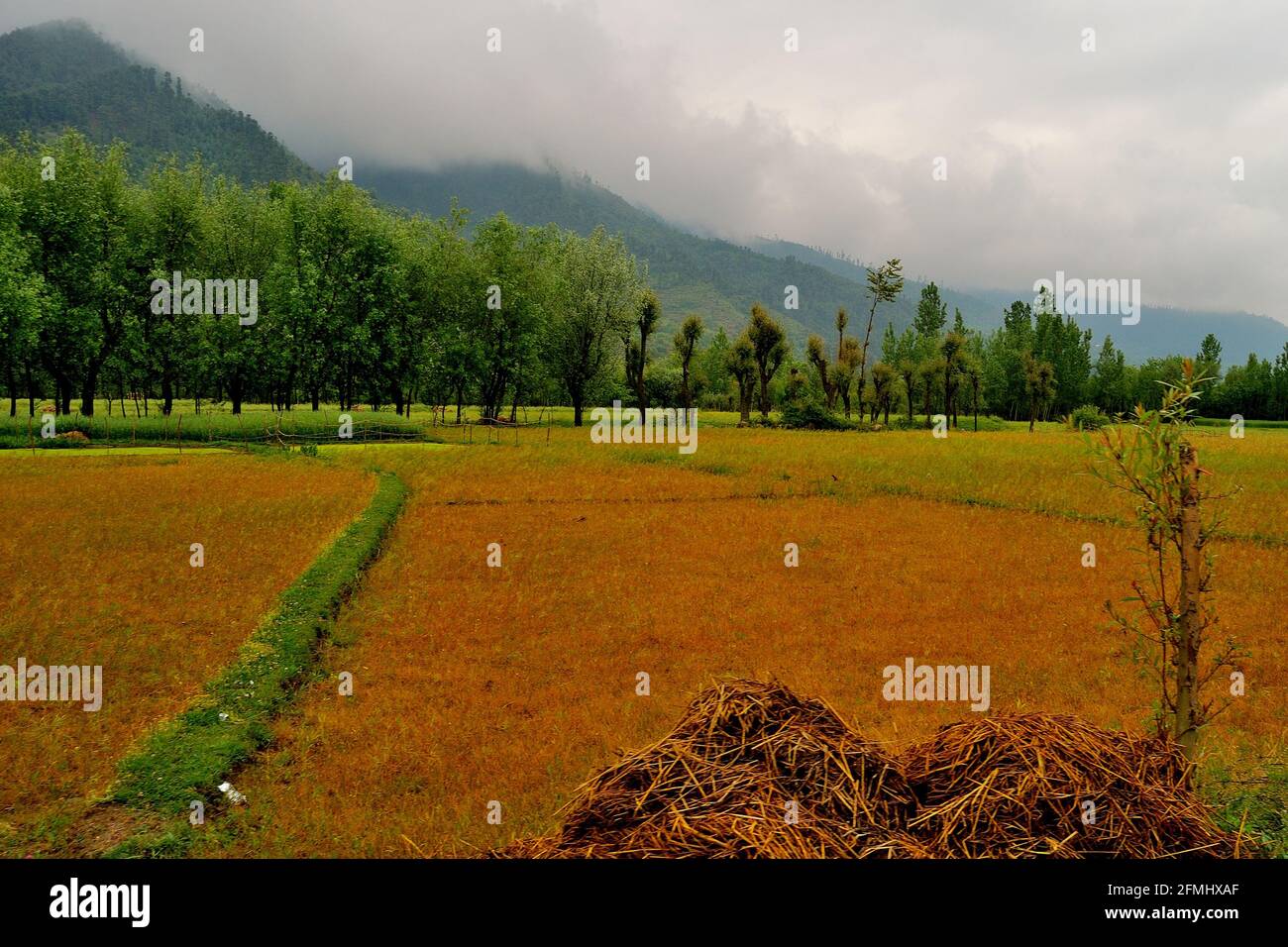 Malerische Aussicht auf grüne Felder auf dem Weg nach Pahalgam, Jammu & Kashmir, Indien Stockfoto