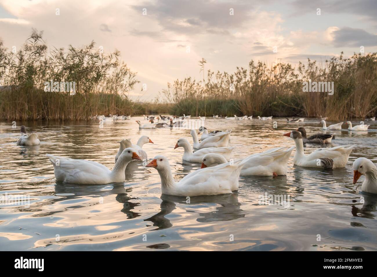 Schar von Gänsen schwimmen in Azmak Creek in Akyaka langsam Stadt in der Türkei Stockfoto