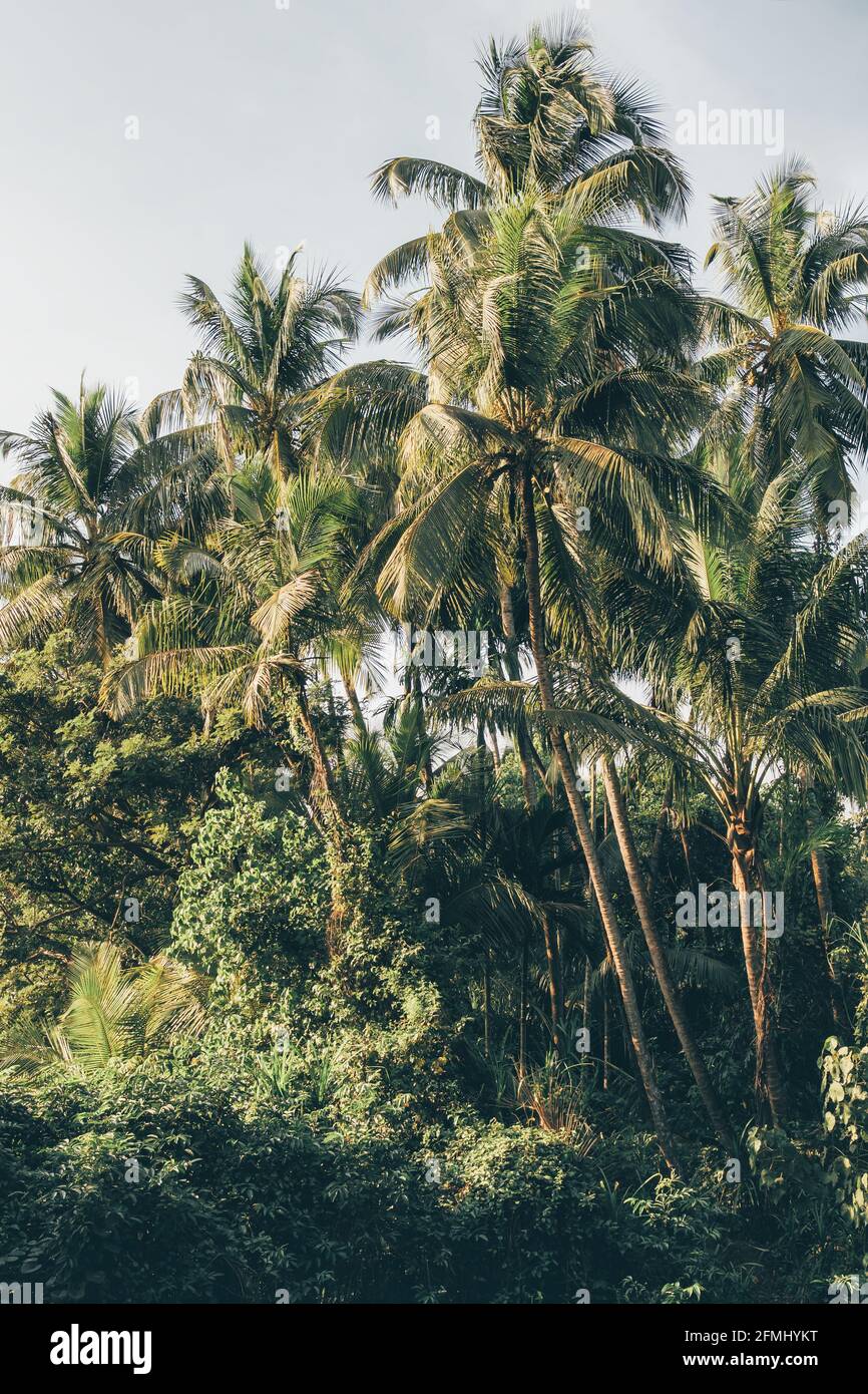 Palmen in Goa, Indien Stockfoto