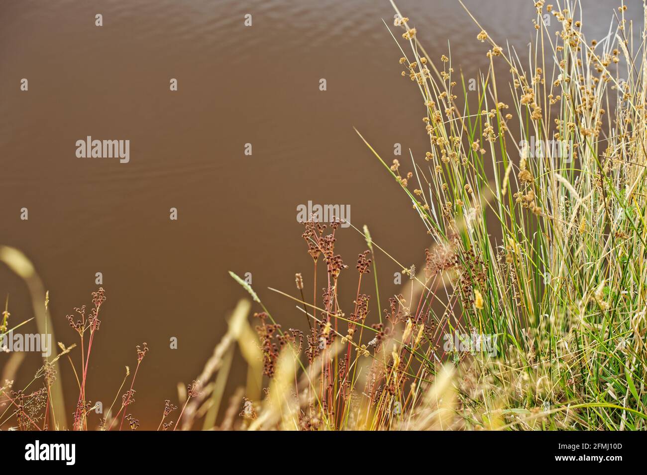 Blühende Sommergräser neben einem Teich mit dunkleren Himmelsreflexen im Hintergrund. Stockfoto