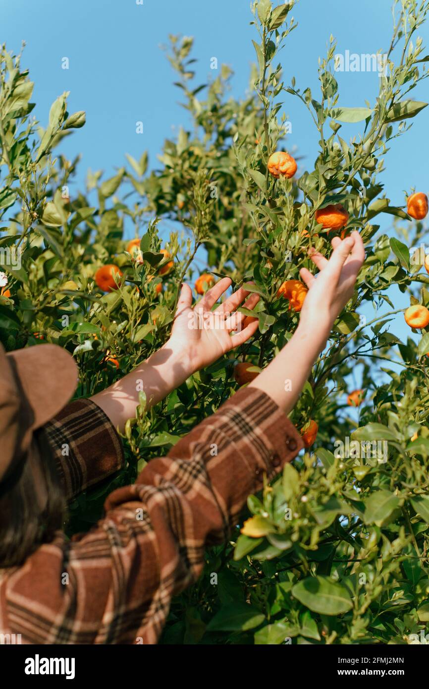 Seitenansicht der Ernte anonyme weibliche Harvesterin, die frische Mandarinen berührt Wächst auf grünem Baum im Sonnenlicht Stockfoto