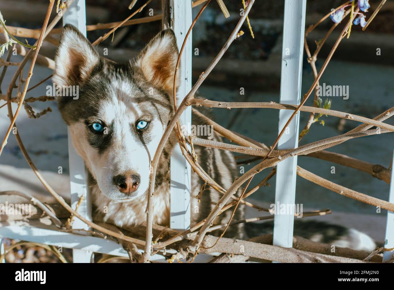 Liebenswert reinrassig Hund mit blauen Augen und flauschigen Fell suchen Weg zwischen Zaun an sonnigen Tag Stockfoto