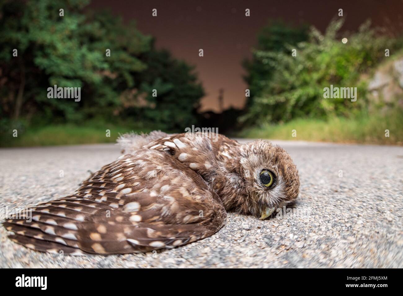 Die kleine Eule Athene noctua tot von einem Auto auf der Straße getroffen, EIN großes Problem der Straßen und Tierwelt Stockfoto