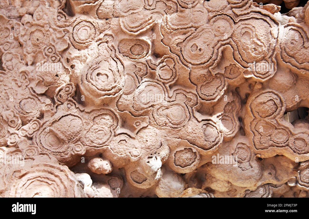 Versteinerte fossile Stromatolithe (Cyanobakterien, blaugrüne Algen) Stockfoto