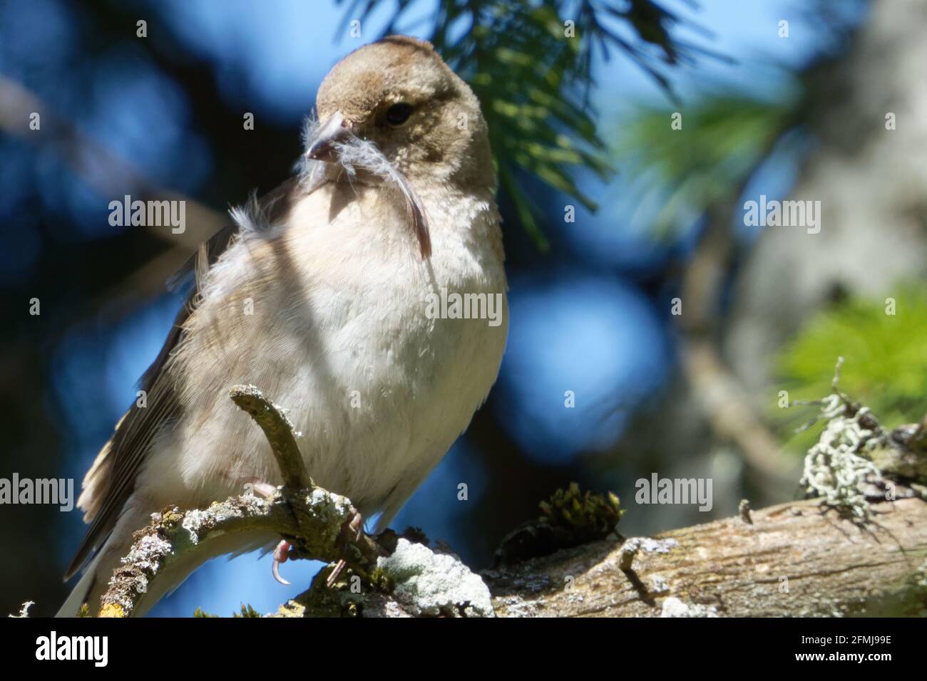Jungweiblicher Buchfink oder einfach der Buchfink (Fringilla coelebs) Stockfoto