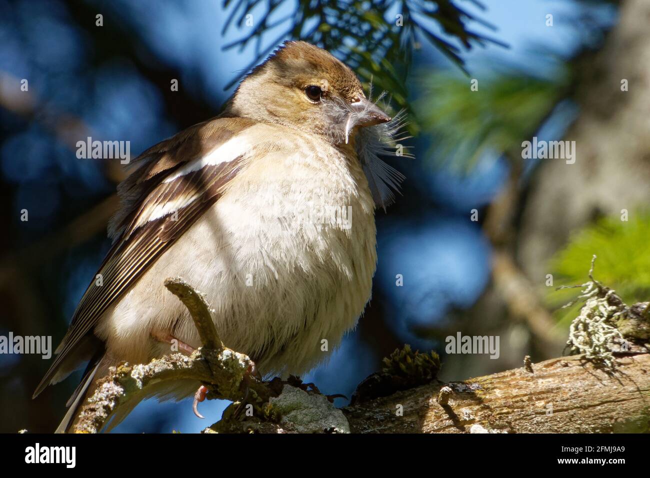 Jungweiblicher Buchfink oder einfach der Buchfink (Fringilla coelebs) Stockfoto