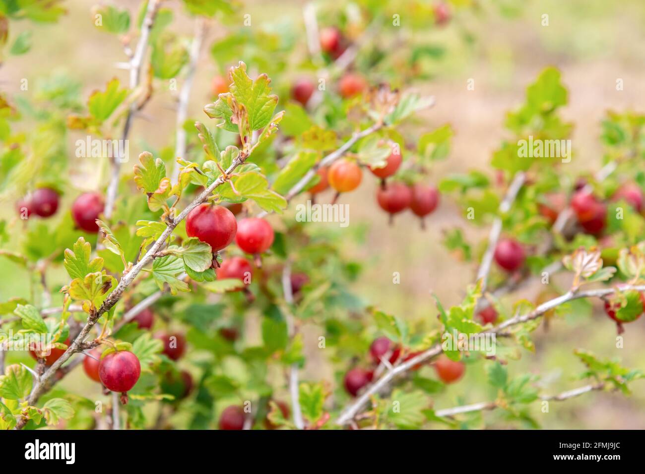 Zweige der roten Stachelbeere. Rote Stachelbeere auf Zweigen von Sträuchern im Garten. Stachelbeerzweig mit reifen Beeren. Reife rote Bio-Beeren Stockfoto