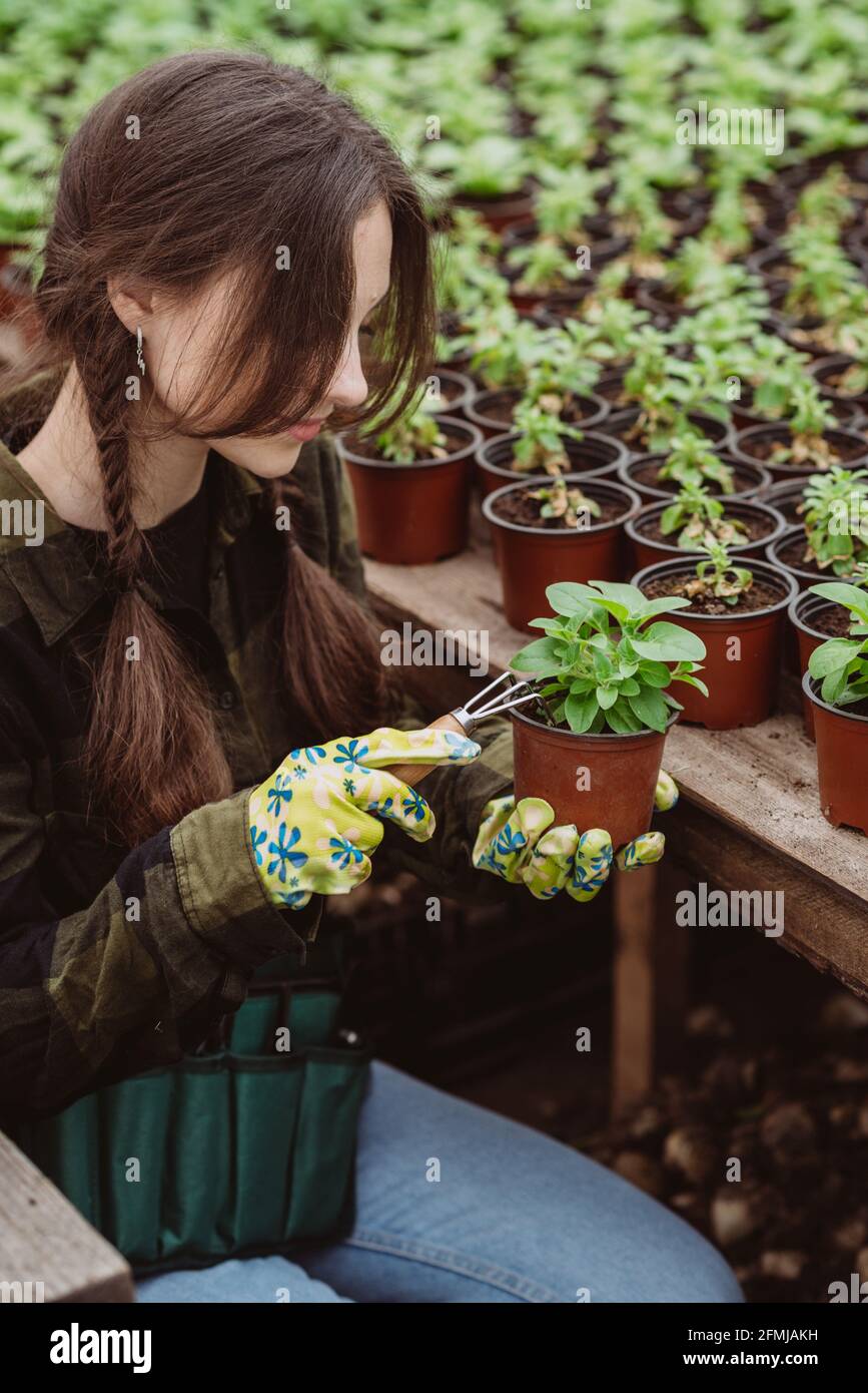 Eine Gärtnerin in Gummihandschuhen pflanzt mit einem Gartenwerkzeug Blumensämlinge in einen Topf. Weicher, selektiver Fokus, Unschärfe-Effekt. Art Noise. Stockfoto