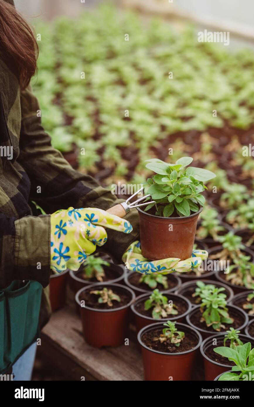 Die Hand eines Gärtners in Gummihandschuhen pflanzt mit einem Gartenwerkzeug Sämlinge in einen Topf. Weicher, selektiver Fokus, Unschärfe-Effekt. Künstlerisches Rauschen. Stockfoto