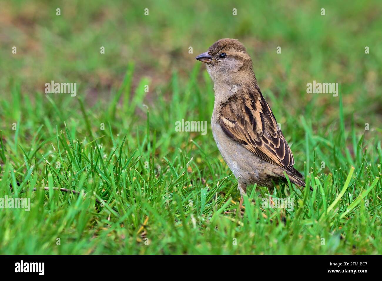 Haus Sperling Jungvögel im Park. Auf der Suche nach Nahrung im Gras. Seitenansicht, Nahaufnahme. Gattungsart Passer domesticus. Stockfoto