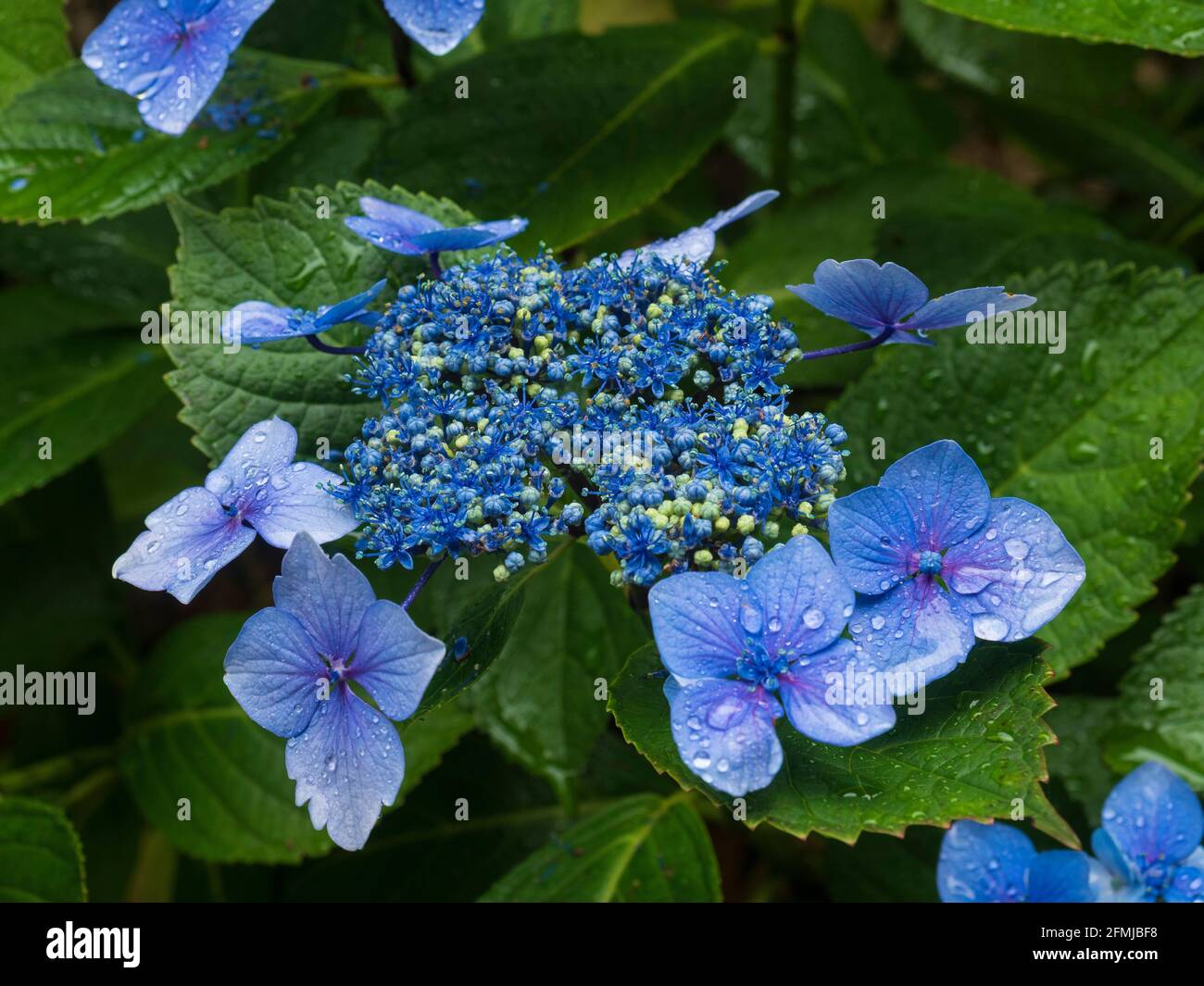 Hortensia macrophylla cular. Stockfoto