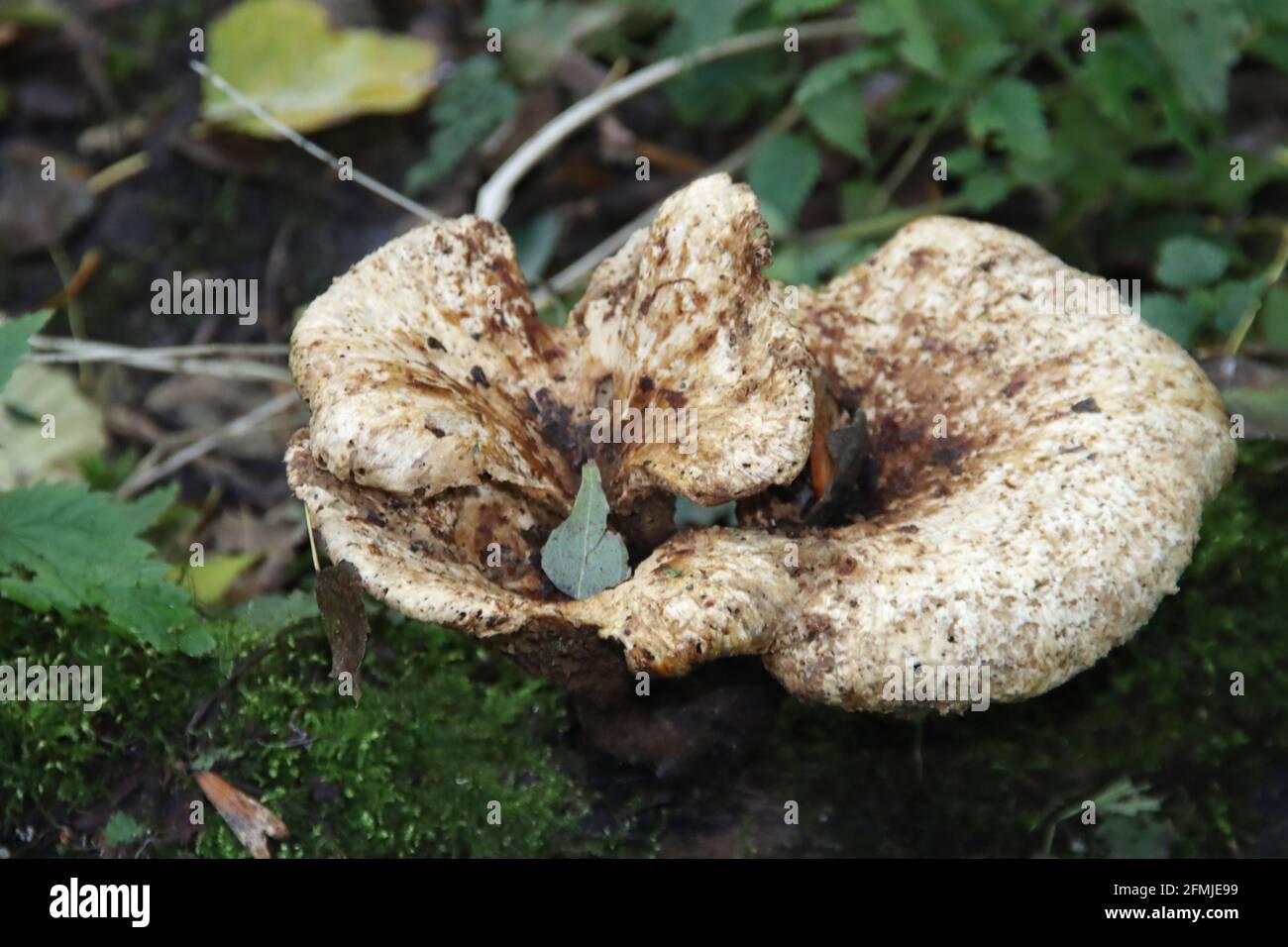 Meripilus giganteus ist ein polyporiger Pilz aus der Familie der Meripilaceae Im botanischen Garten Stockfoto