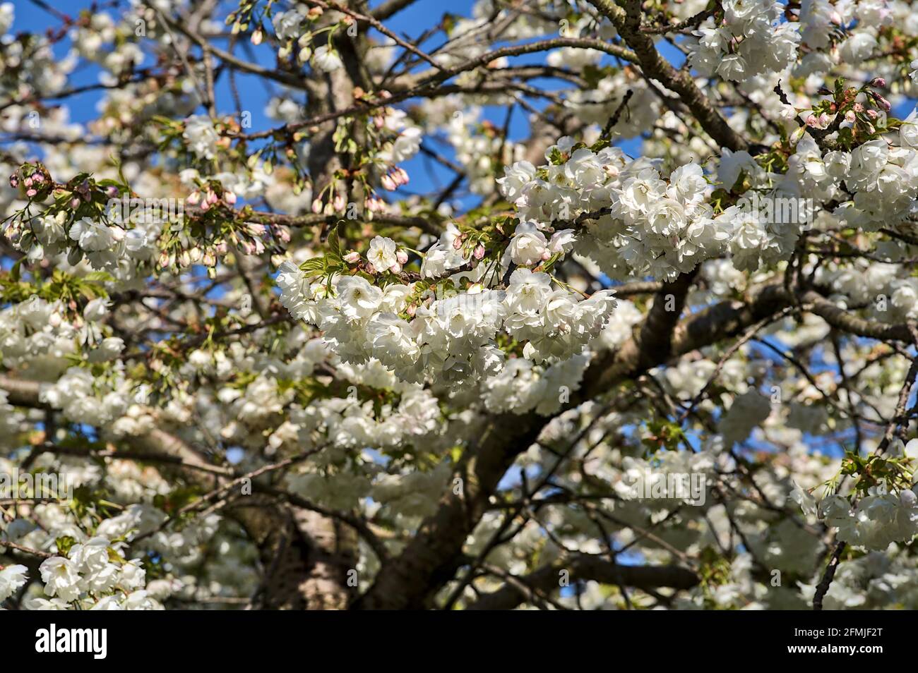 Schöne Nahaufnahme des zarten blühenden Frühlingskirschbaums (Prunus Shogetsu Oku Miyako) in Ballinter, Dublin, Irland. Weichfokus Stockfoto