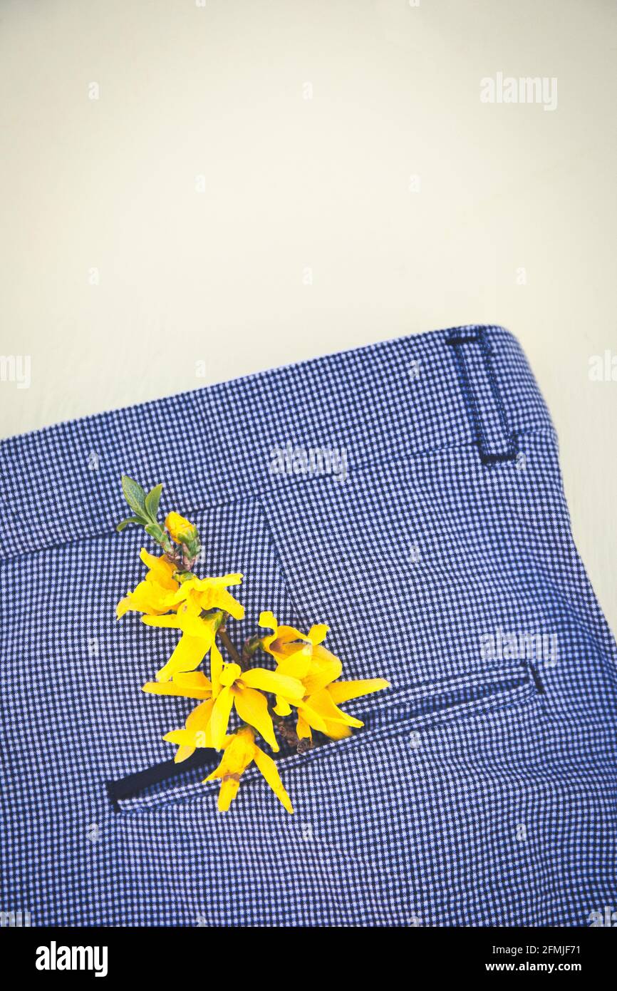 Gelbe Forsythia Blüten (Forsythia Intermedia) in der Tasche aus schwarz-weiß karierter Hose. Konzept von optimistisch, glücklich, positiv, Frühling Stockfoto