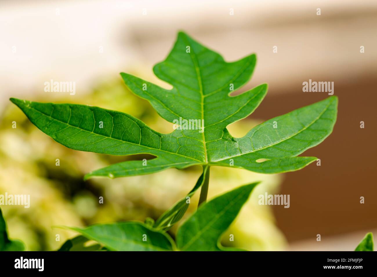 Junge Papaya-Pflanze Stockfoto