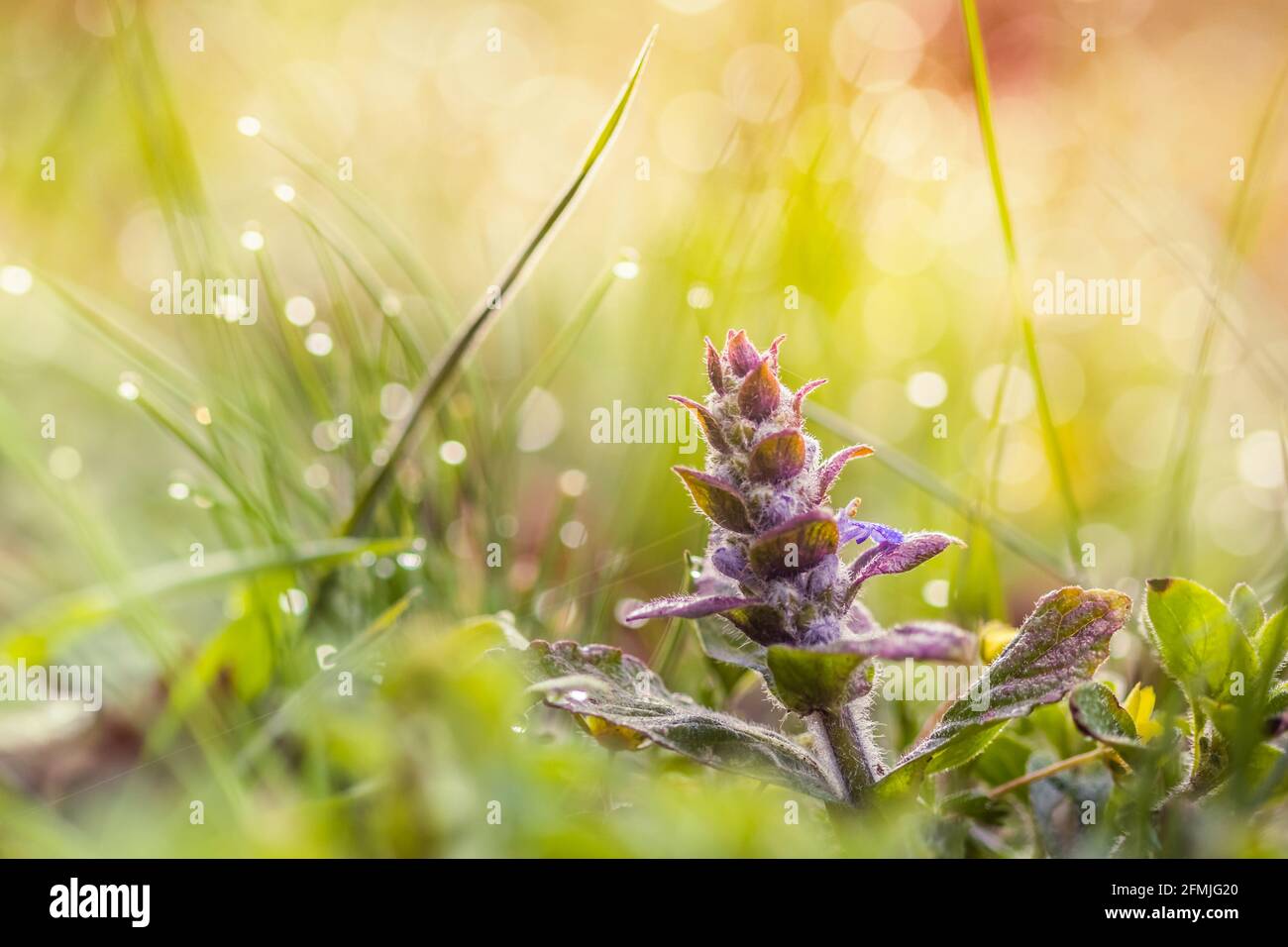 Nahaufnahme einer blauen Agle (Ajuga reptans) Blume auf der Sommerwiese. Grasfeld und Wildblumen in warmem Sonnenlicht. Weiche Pastelltöne. Nat Stockfoto