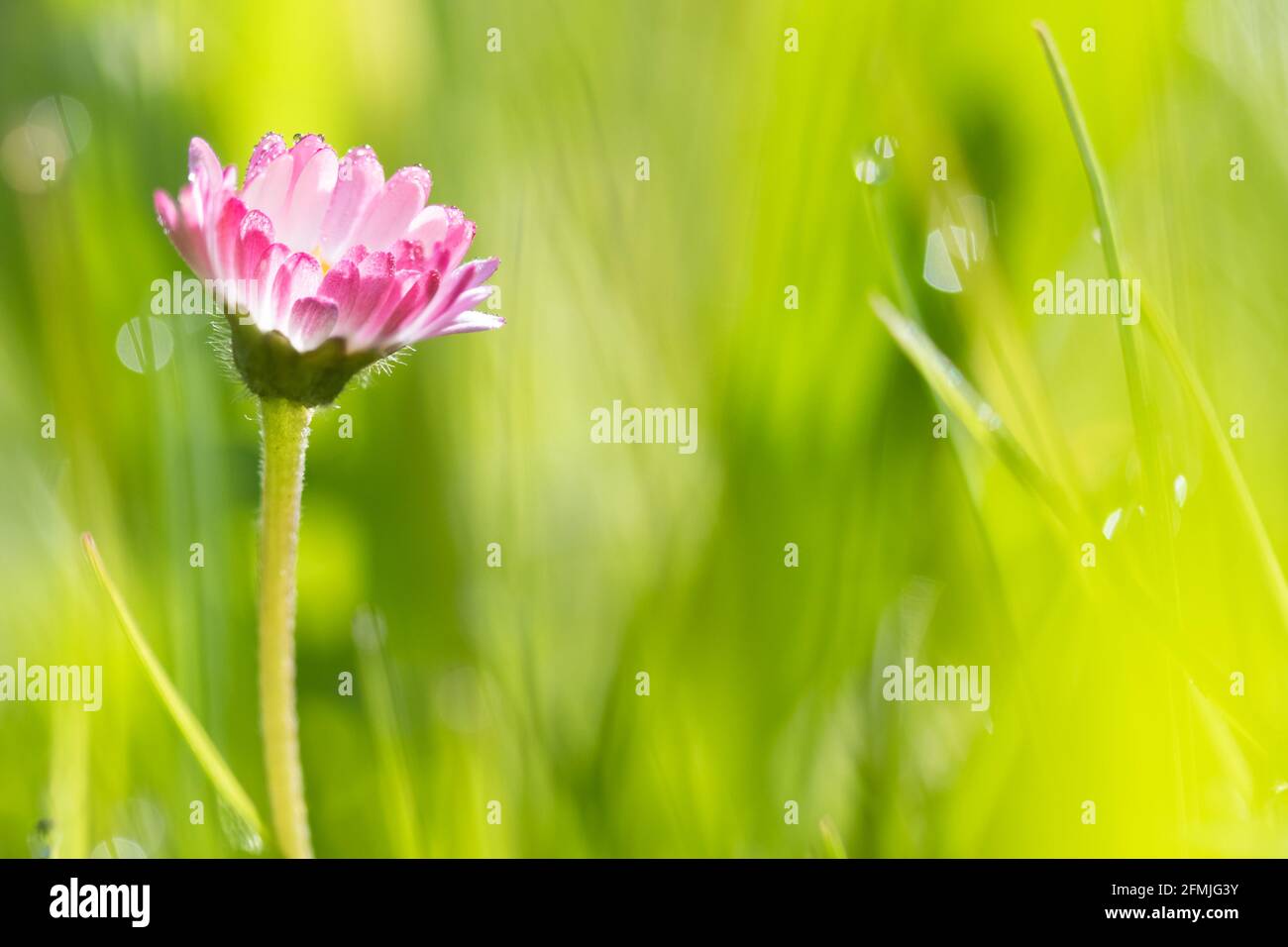 Sommerwiese, grünes Grasfeld und Wildblumen in warmem Sonnenlicht, weicher Fokus, warme Pastelltöne. Abstraktes Naturhintergrundkonzept, Bokeh, selektiv Stockfoto