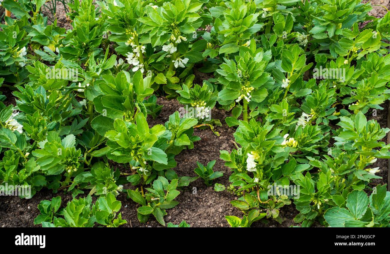 Nahaufnahme der blühenden Breitbohne (Vicia faba) Stockfoto