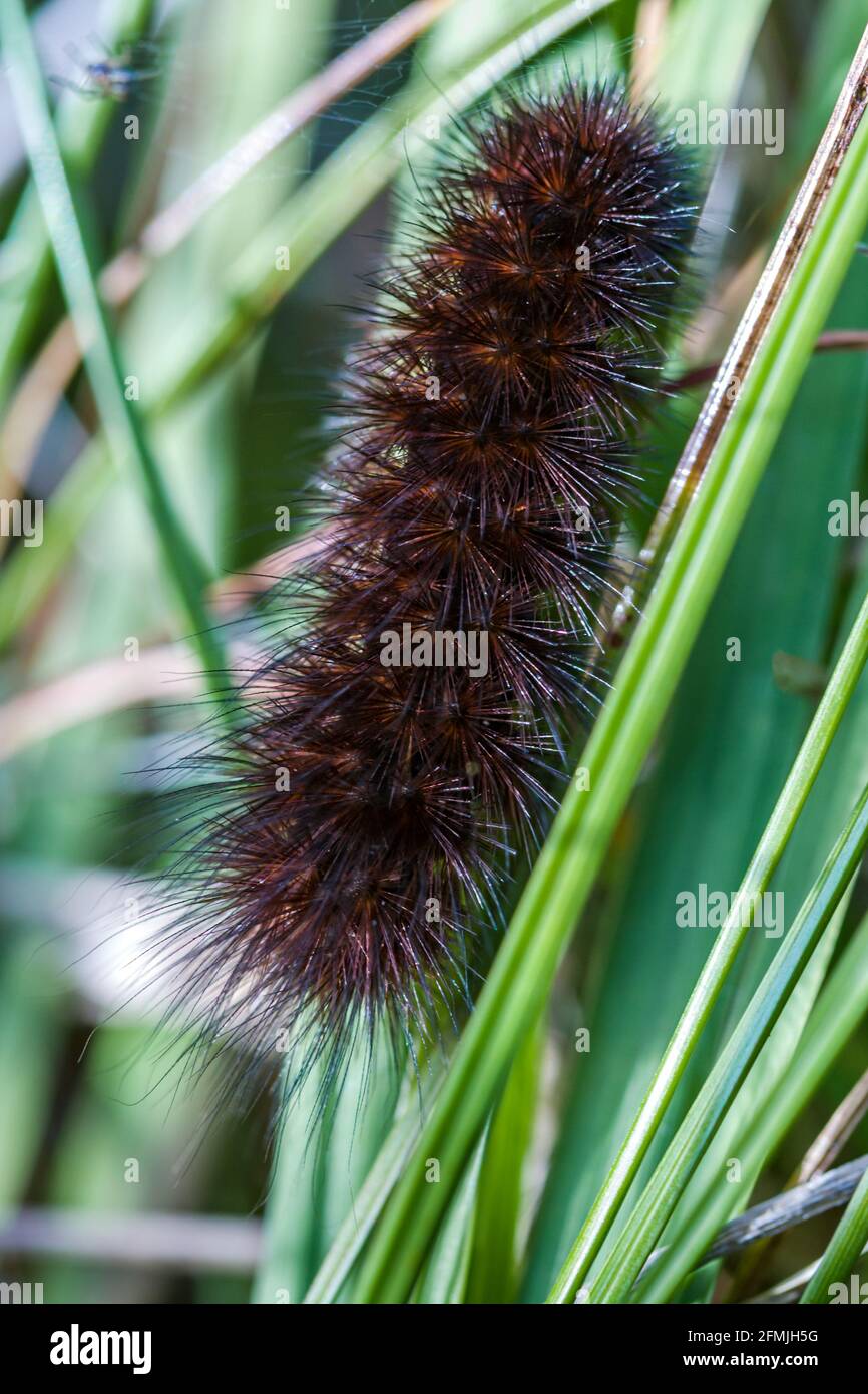 White Ermine Motte Raupe Spilosoma lumicipeda in den Highlands of Schottland Stockfoto