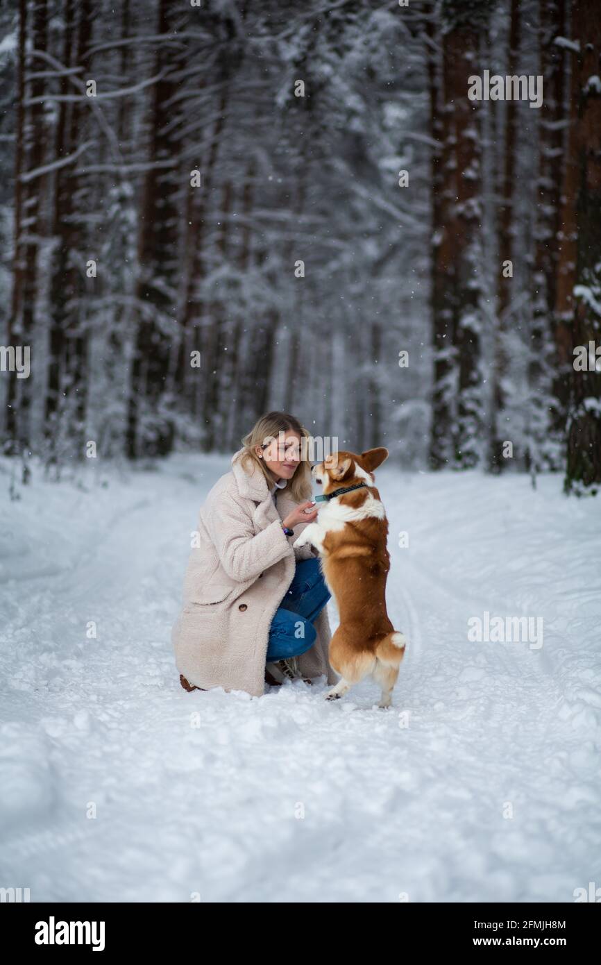 Die junge blonde Hündin spielt mit ihrem walisischen Corgi pembroke in einem winterverschneiten Wald. Stockfoto