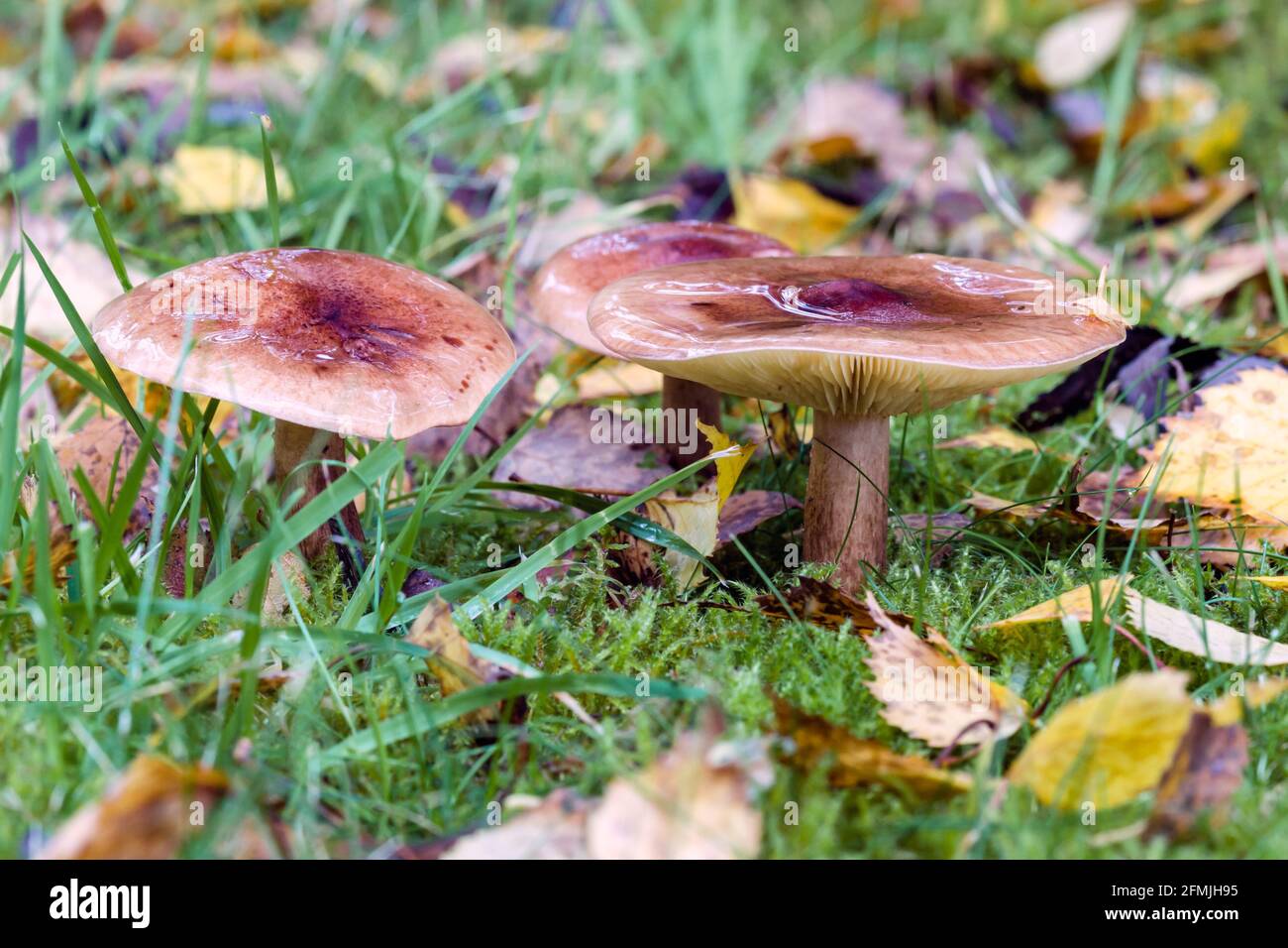 Herald of Winter Hygrophorus hypothejus Pilz wächst auf Gras in Das schottische Hochland Stockfoto