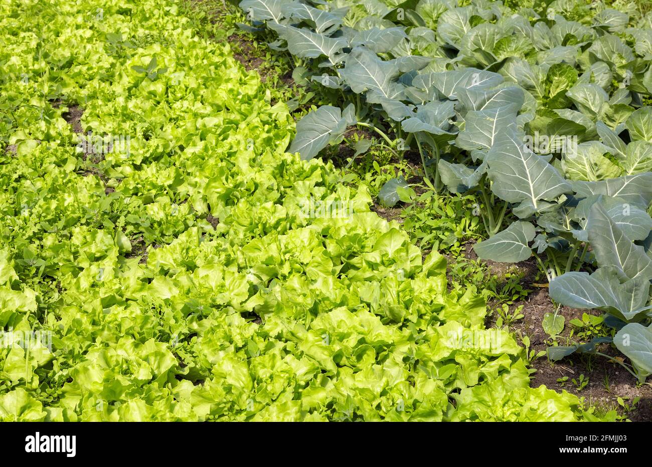 Bio-Gemüsefarm mit jungen Salaten im Vordergrund. Stockfoto